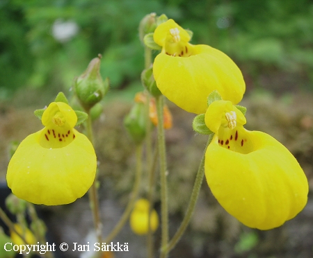 Calceolaria biflora, kivikkotohvelikukka